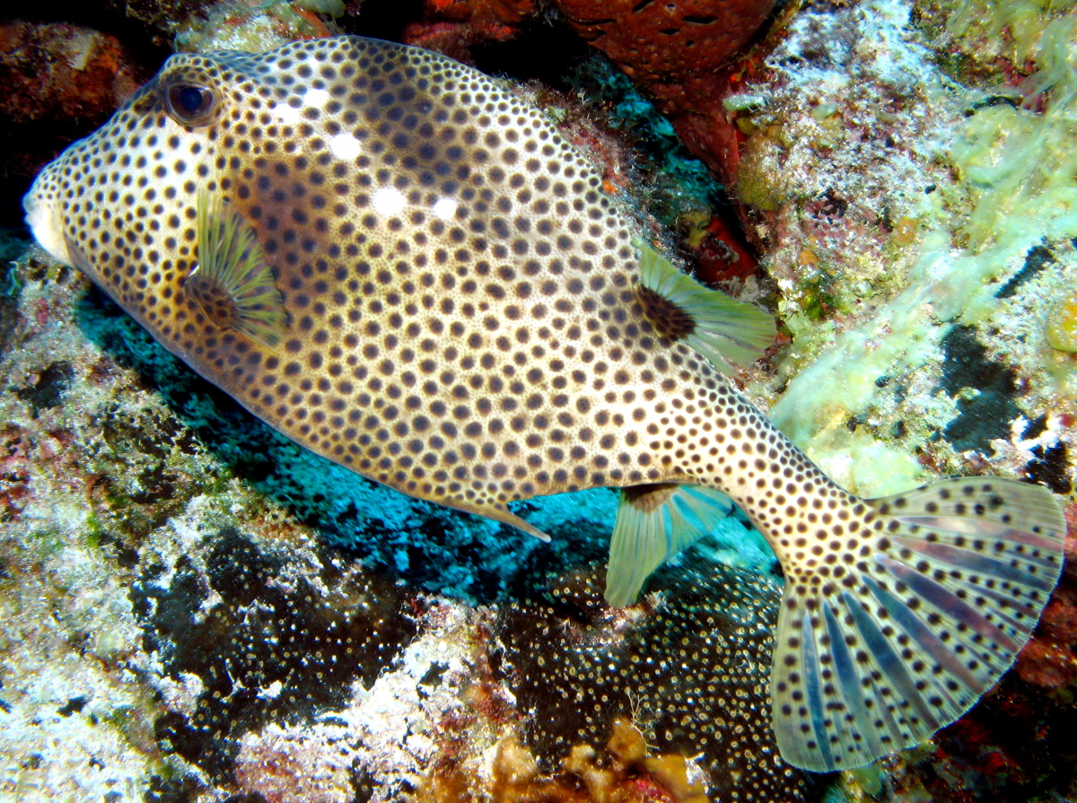 Lactophrys bicaudalis